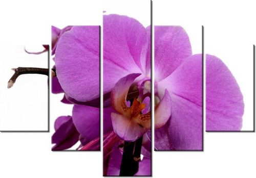 70 100CM OBRAZ 5 ELEM FIOLETOWY STORCZYK DRUK PŁÓTNO na Arena.pl