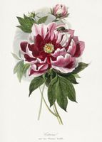 Plakat 50x70cm Piwonia, Paul Gervais Vintage do Salonu