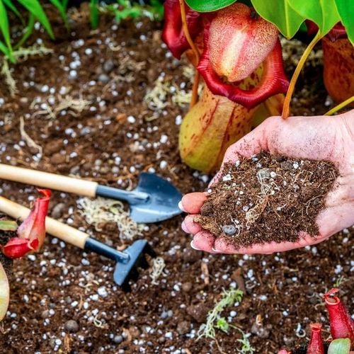 Specjalistyczne Podłoże Ziemia Do DZBANECZNIKÓW Mix PREMIUM na Arena.pl