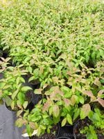 Dereń powabny Lady Jane okrywowy i do pojemników