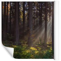 Fototapeta Las Wschód Słońca Drzewa do Sypialni 360x240