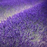 Lavandula Lawenda wąskolistna HIDCOTE BLUE Niska Pachnąca! Mrozoodporna