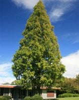 P9 RELIKT STAROŻYTNOŚCI METASEKWOJA CHIŃSKA