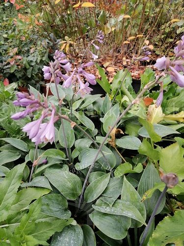 Funkia Halcyon o efektownych niebieskich liściach na Arena.pl