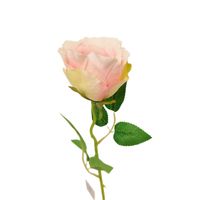 Róża pojedyncza jasny róż cieniowana