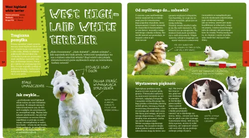 Marcin Gorazdowski opowiada o psach na Arena.pl