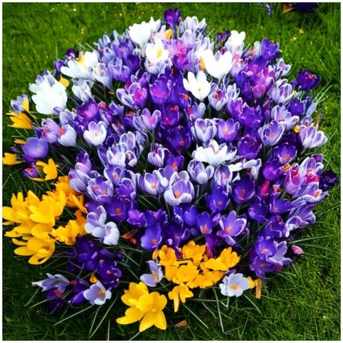 KROKUS MIX KOLORÓW cebulki 200 szt. + GRATIS na Arena.pl