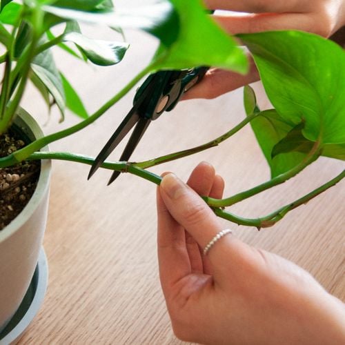 sum28 multiroots ukorzeniacz 100ml sumin na Arena.pl