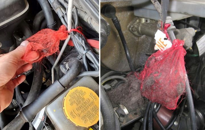 Nowość! KUNA STOP! Profesjonalny preparat NA KUNY! zdjęcie 7