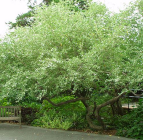 OLIWNIK BALDASZKOWY Eleagnus umbellata - NASIONA 5000 sztuk - 100g. na Arena.pl