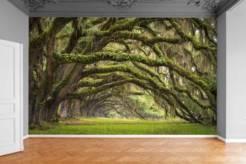 Fototapeta LEŚNY TUNEL DRZEWIASTY MCHY 200x130 na Arena.pl