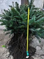 Jodła Kaukaska 4 Letnia Szkółkowana Sadzonki na Plantacje Pierwszy Gatunek