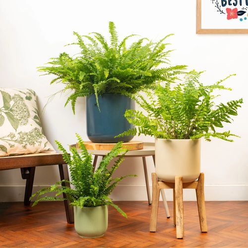 Ziemia Do Paproci, Podłoże Do Roślin Wzbogacone Nawozem, Optymalny Skład, na Arena.pl