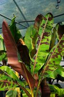 Bananowiec Musa Sumatrana Zebrina Rojo Banan P9