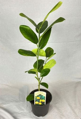 CYTRYNA SKIERNIEWICKA Cytrus na Arena.pl