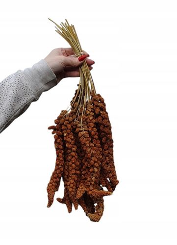 Proso senegalskie czerwone w kłosach 1 kg na Arena.pl