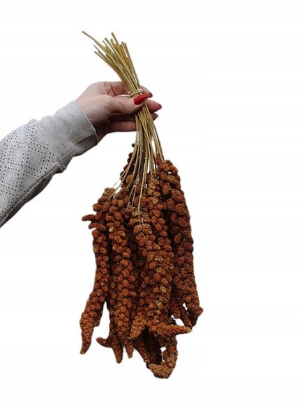 Proso senegalskie czerwone w kłosach 1 kg zdjęcie 1