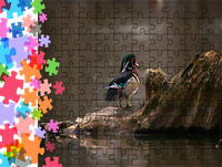 Puzzle tradycyjne Zwierzęta - Kaczka