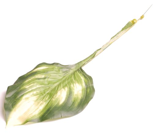 Liść hosta z kremem na Arena.pl