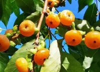 Hurma amerykańska hebanowiec Wirginijski 60-80cm C2