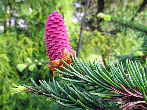 Świerk Acrocona P9 na Arena.pl