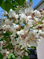 product-compare-52534896