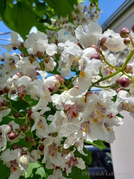 Katalpa surmia bignoniowa sadzonka zdjęcie 1