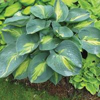 Funkia Hosta DREAM QUEEN Średnia do 60cm Sadzonki w doniczkach 1L