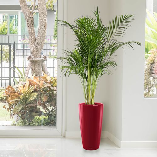 PALMA AREKA (ARECA) 140 cm na Arena.pl