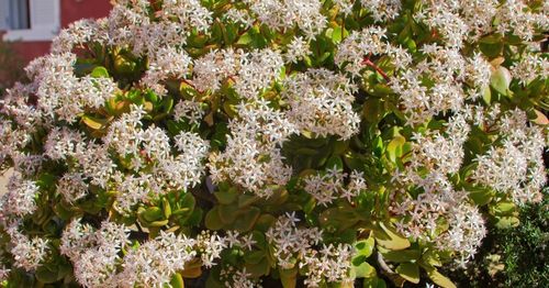 CRASSULA OVATA grubosz jajowaty drzewko szczęścia sukulent rozmiar L na Arena.pl
