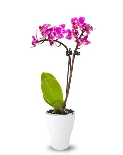 DONICZKA OSŁONKA CERAMICZNA NA STORCZYK BIAŁA na Arena.pl