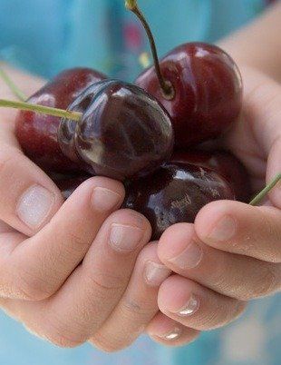 Nawóz Mikoryza do Drzew i Krzewów Owocowych 500ml na Arena.pl