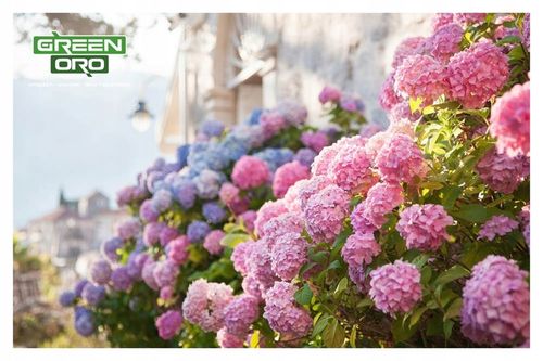 Nawóz do Hortensji Rododendronów Borówki Azalii Magnolii 5kg 100 dni na Arena.pl