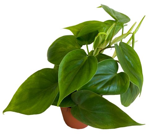 FILODENDRON SCANDENS  15 cm na Arena.pl