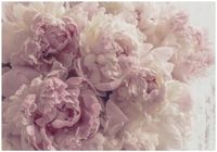 FOTOTAPETA KWIATY PIWONIE RÓŻOWE DO SYPIALNI SALONU TAPETA ŚCIENNA 400x280