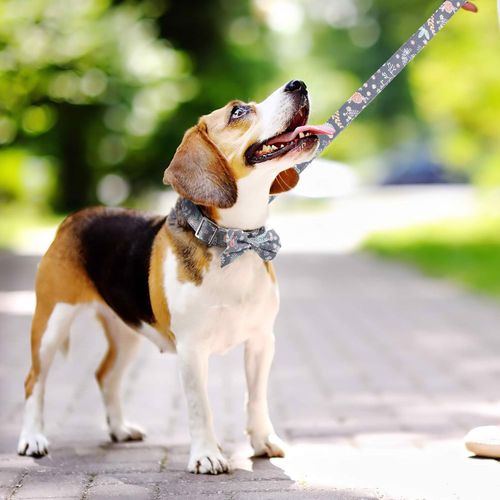 Smycz z Obrożą dla Psa Regulowana 1.5m na Arena.pl