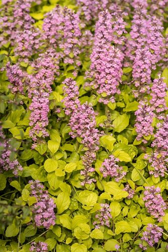 Dąbrówka rozłogowa Gold Chang - Ajuga reptans na Arena.pl