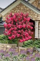 LAGERSTROEMIA na pniu różowa bez południa 80 CM