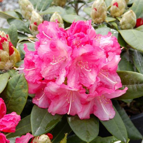 Różanecznik Hachmann's Marlis C4 na Arena.pl