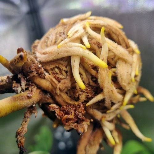 Mech Torfowiec SPHAGNUM 5L Podłoże do Ukorzeniania na Arena.pl