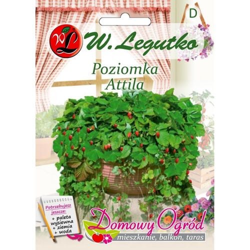 Nasiona Poziomka Attila, 0,1g na Arena.pl