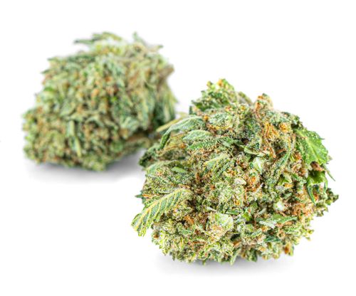 Susz konopny Amnesia Haze CBD Exclusive Weed 1000g na Arena.pl