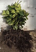 Laurowiśnia Novita 30-50cm sadzonki na żywopłot KILKUPĘDOWE PAKIET 10 SZTUK