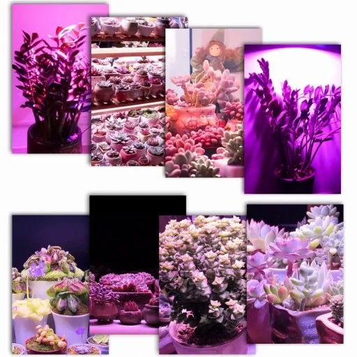 ŻARÓWKA LED GROW LIGHT DO UPRAWY ROŚLIN 40W E27 zdjęcie 5