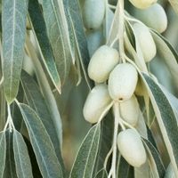 OLIWNIK wąskolistny miododajny - sadzonki 70 / 100 cm