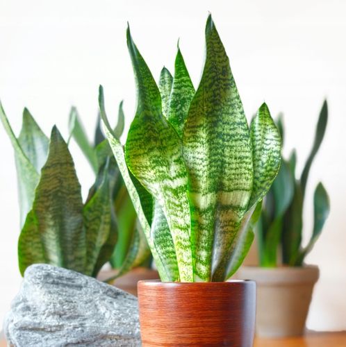 SANSEVIERIA 'ROBUST' pięknie ubarwione liście Sansewieria rozmiar S na Arena.pl