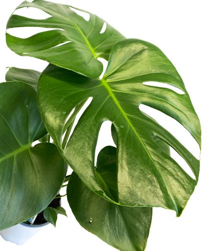 MONSTERA DZIURAWA DELICIOSA 45cm na Arena.pl