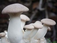 Duża grzybnia Boczniak ERYNGI mikołajkowy 100szt