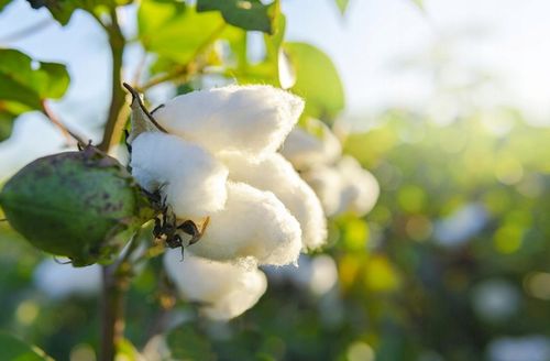 KOSZULKA DLA TATY DZIEŃ OJCA TAK WYGLĄDA NAJLEPSZY na Arena.pl