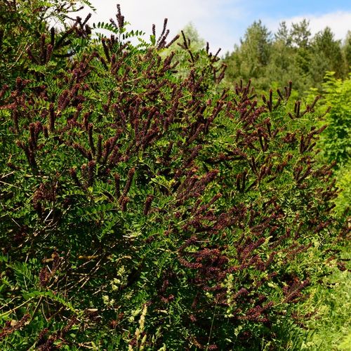 AMORFA krzewiasta Indygowiec Miododajny Do 80kg/ha Sadzonki w doniczkach 1L na Arena.pl